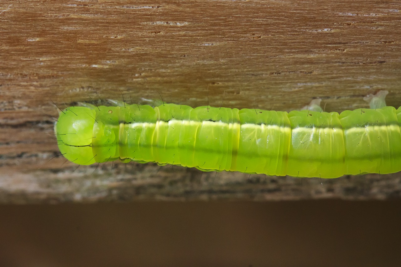 Caterpillar,  Įtempiklis Vikšriniai,  Plaukuotas,  Iš Arti,  Pobūdį,  Žalias,  Makro, Nemokamos Nuotraukos,  Nemokama Licenzija