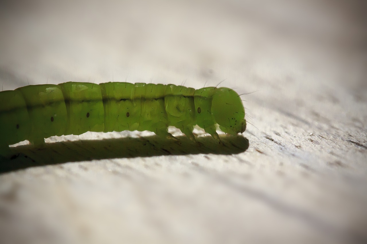 Caterpillar,  Įtempiklis Vikšriniai,  Plaukuotas,  Iš Arti,  Pobūdį,  Žalias,  Makro, Nemokamos Nuotraukos,  Nemokama Licenzija