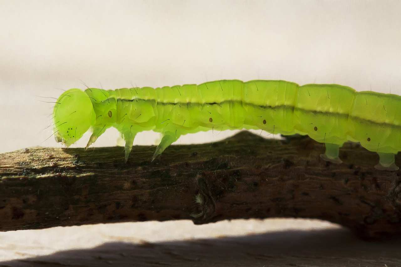 Caterpillar,  Įtempiklis Vikšriniai,  Plaukuotas,  Iš Arti,  Pobūdį,  Žalias,  Makro, Nemokamos Nuotraukos,  Nemokama Licenzija