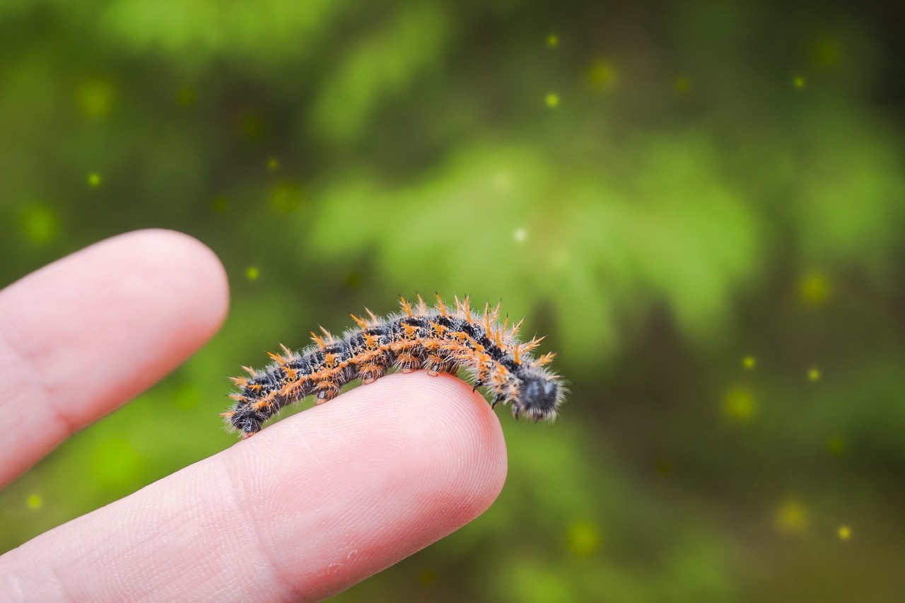 Caterpillar,  Pirštu,  Bokeh,  Dygliuotas,  Drugelis,  Pobūdį,  Gyvūnas,  Plaukuotas,  Sunny,  Vabzdys