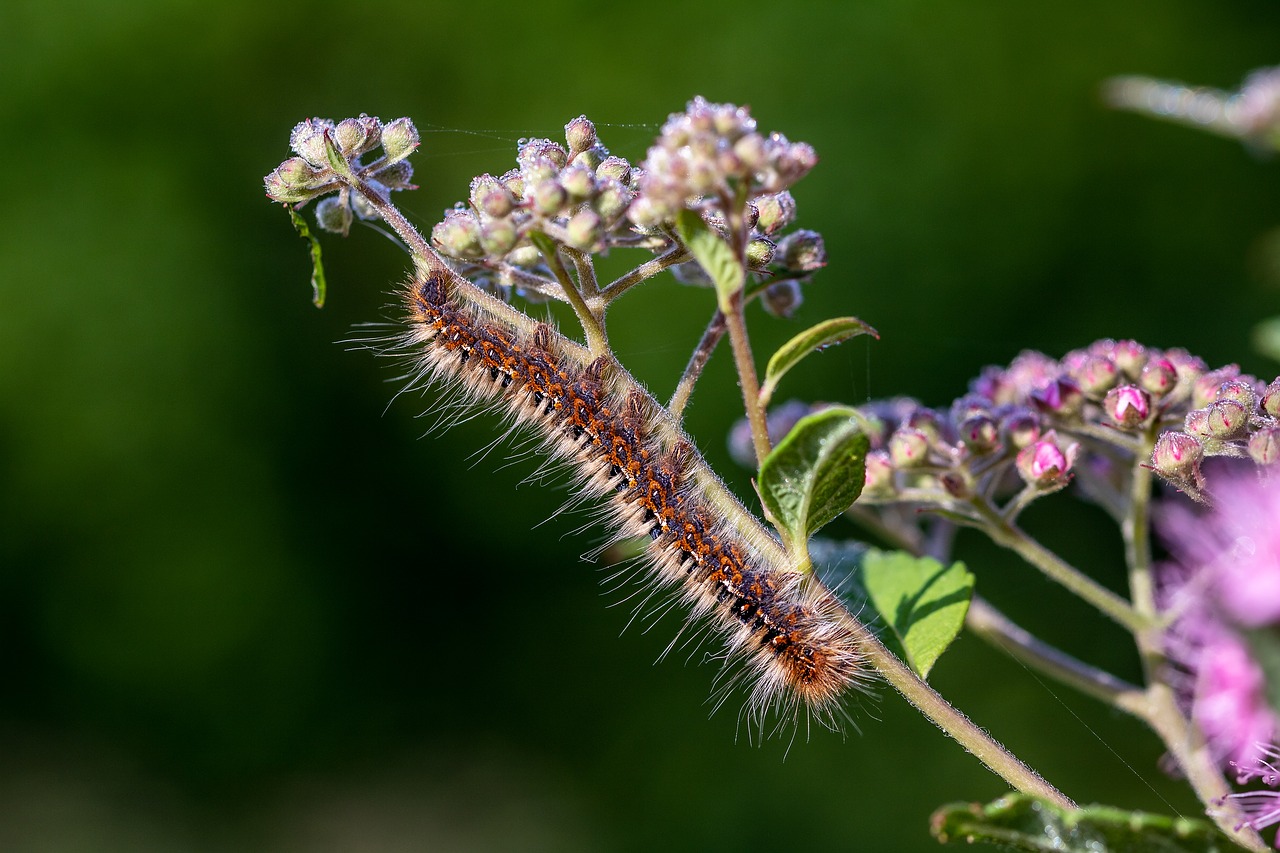 Caterpillar,  Lerva,  Vabzdys,  Plaukuotas,  Pobūdį,  Gyvūnas,  Vystymosi Stadijoje,  Iš Arti,  Drugelis Caterpillar, Nemokamos Nuotraukos