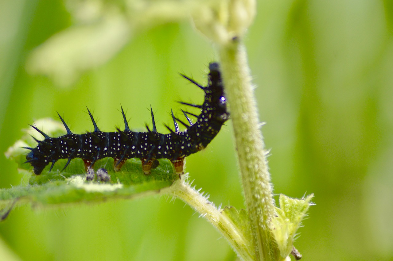 Caterpillar,  Žalias,  Vabzdžiai,  Pobūdį,  Vabzdys, Nemokamos Nuotraukos,  Nemokama Licenzija