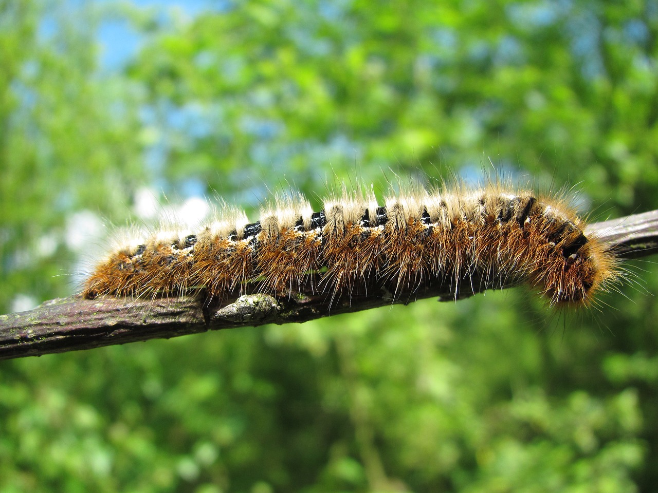 Caterpillar,  Makro,  Iš Arti,  Vabzdys,  Pobūdį,  Gyvūnas,  Plaukuotas, Nemokamos Nuotraukos,  Nemokama Licenzija