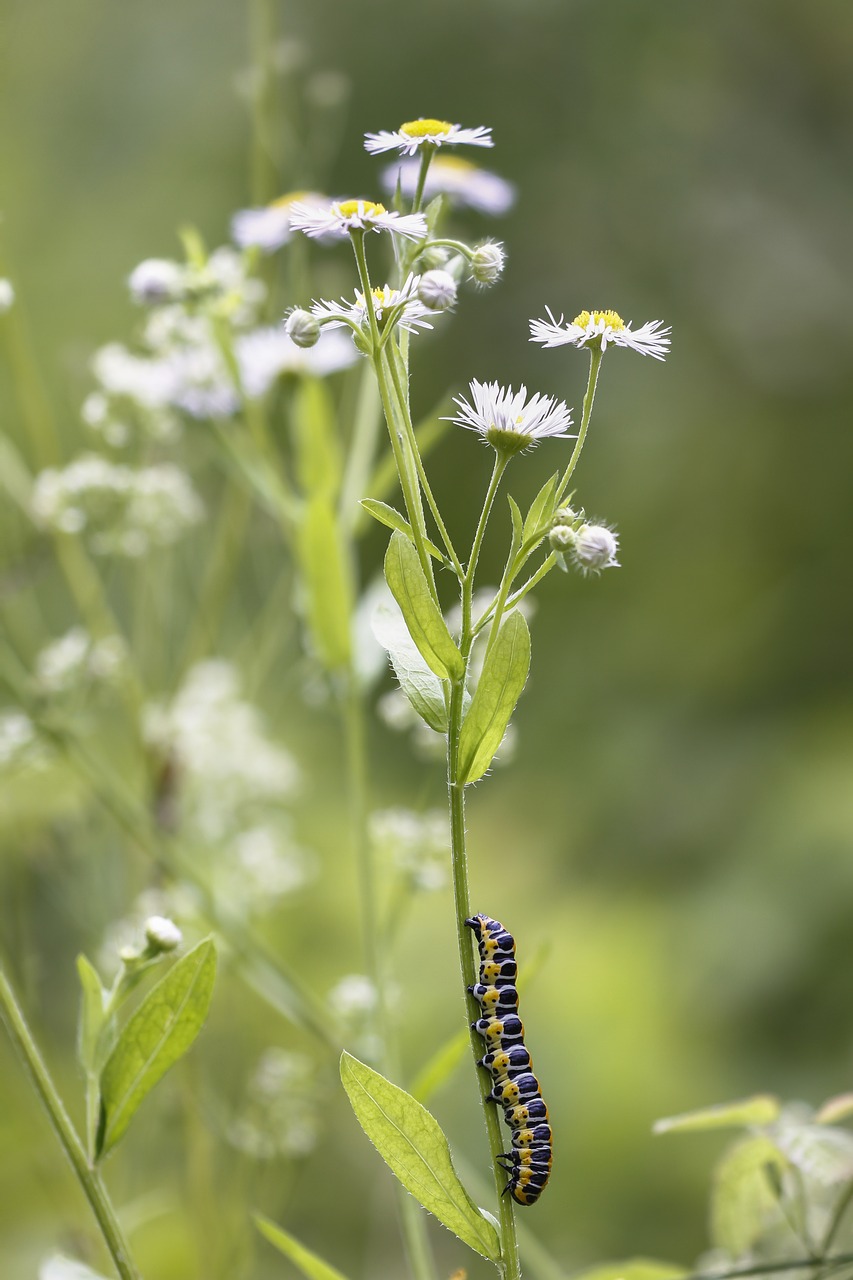 Caterpillar,  Cos-Vienuolio,  Cucullia Lactucae,  Žiedas,  Žydi,  Iš Arti, Nemokamos Nuotraukos,  Nemokama Licenzija