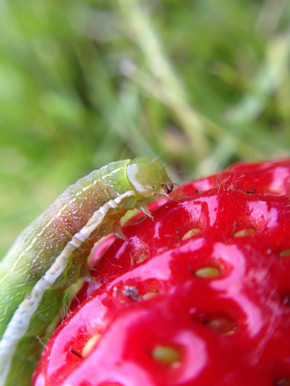 Caterpillar,  Braškių,  Valgyti,  Vaisių,  Skanus,  Saldus,  Raudona,  Šviežias,  Sveiki,  Uogos