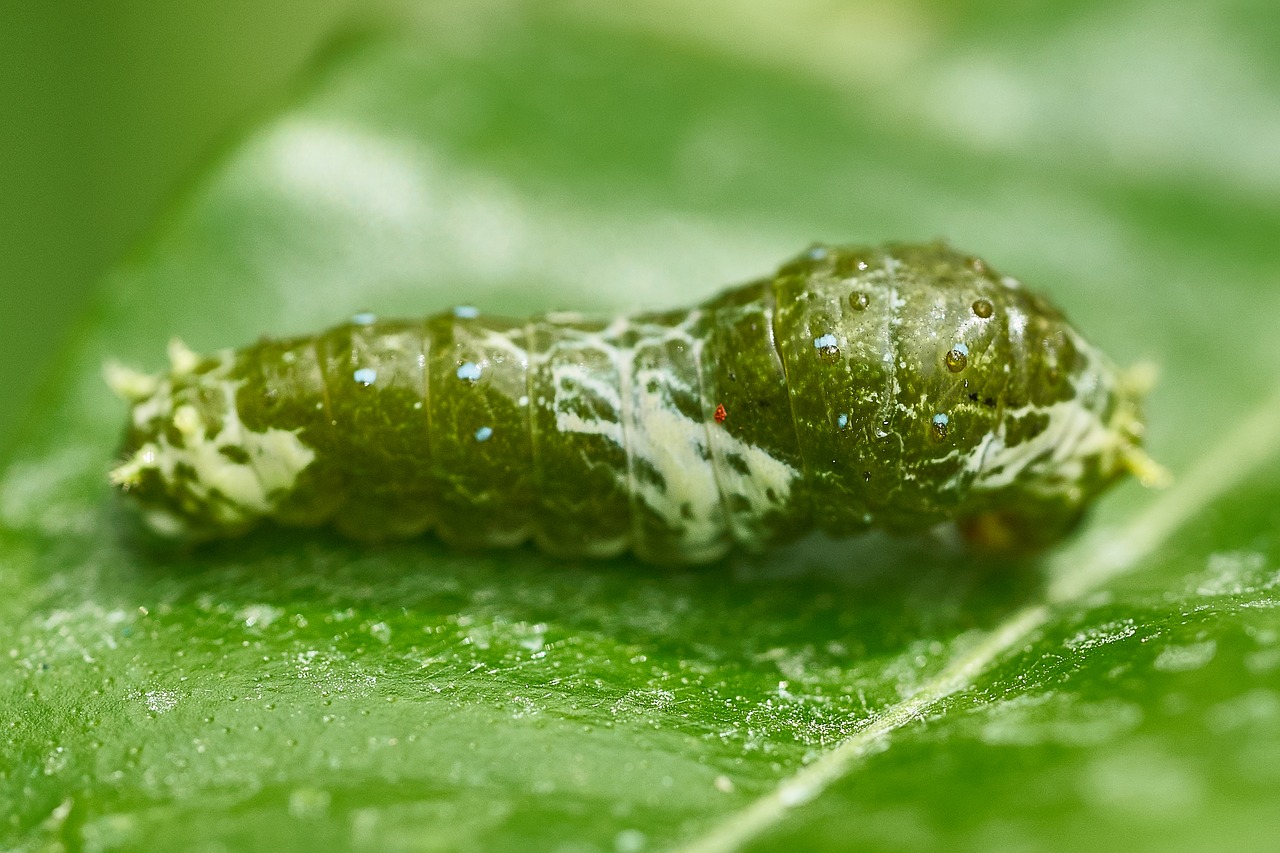 Caterpillar,  Drugelis,  Lapų,  Vabzdys,  Iš Arti,  Kokonas,  Sodas,  Augalų,  Vasara, Nemokamos Nuotraukos