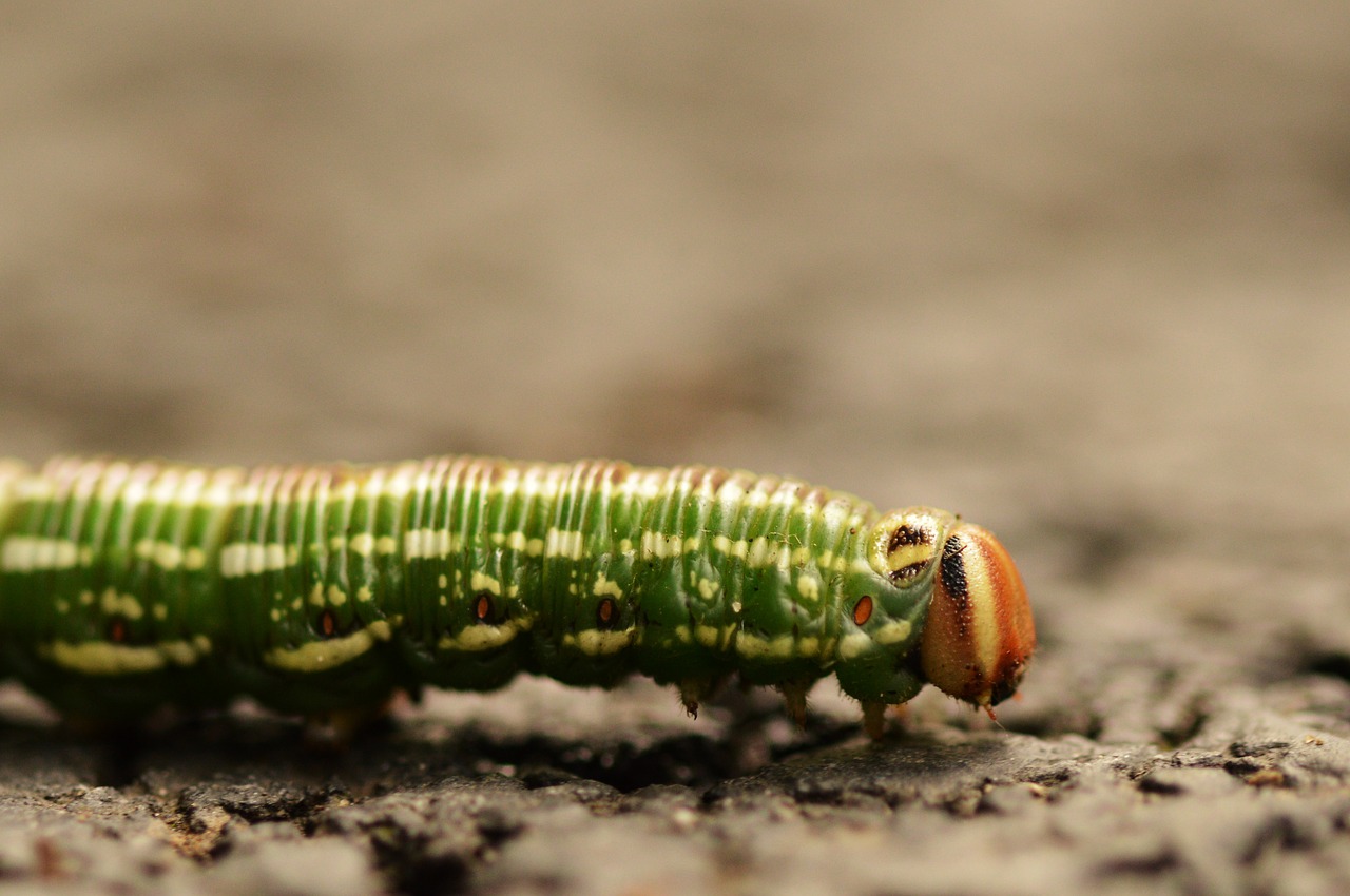 Caterpillar,  Makro,  Vabzdys,  Pobūdį,  Iš Arti, Nemokamos Nuotraukos,  Nemokama Licenzija