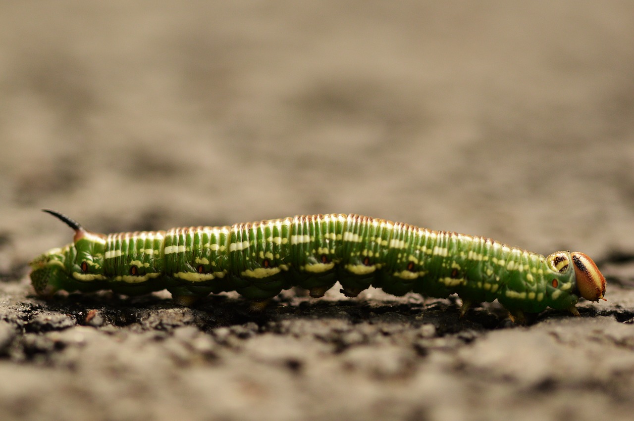 Caterpillar,  Makro,  Vabzdys,  Pobūdį,  Iš Arti, Nemokamos Nuotraukos,  Nemokama Licenzija