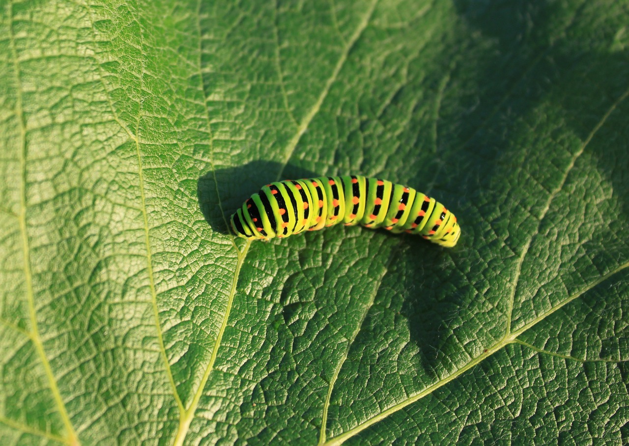 Vikšras, Žalias, Lapai, Lepidoptera, Papilionidae, Swallowtail, Vabzdžiai, Nemokamos Nuotraukos,  Nemokama Licenzija