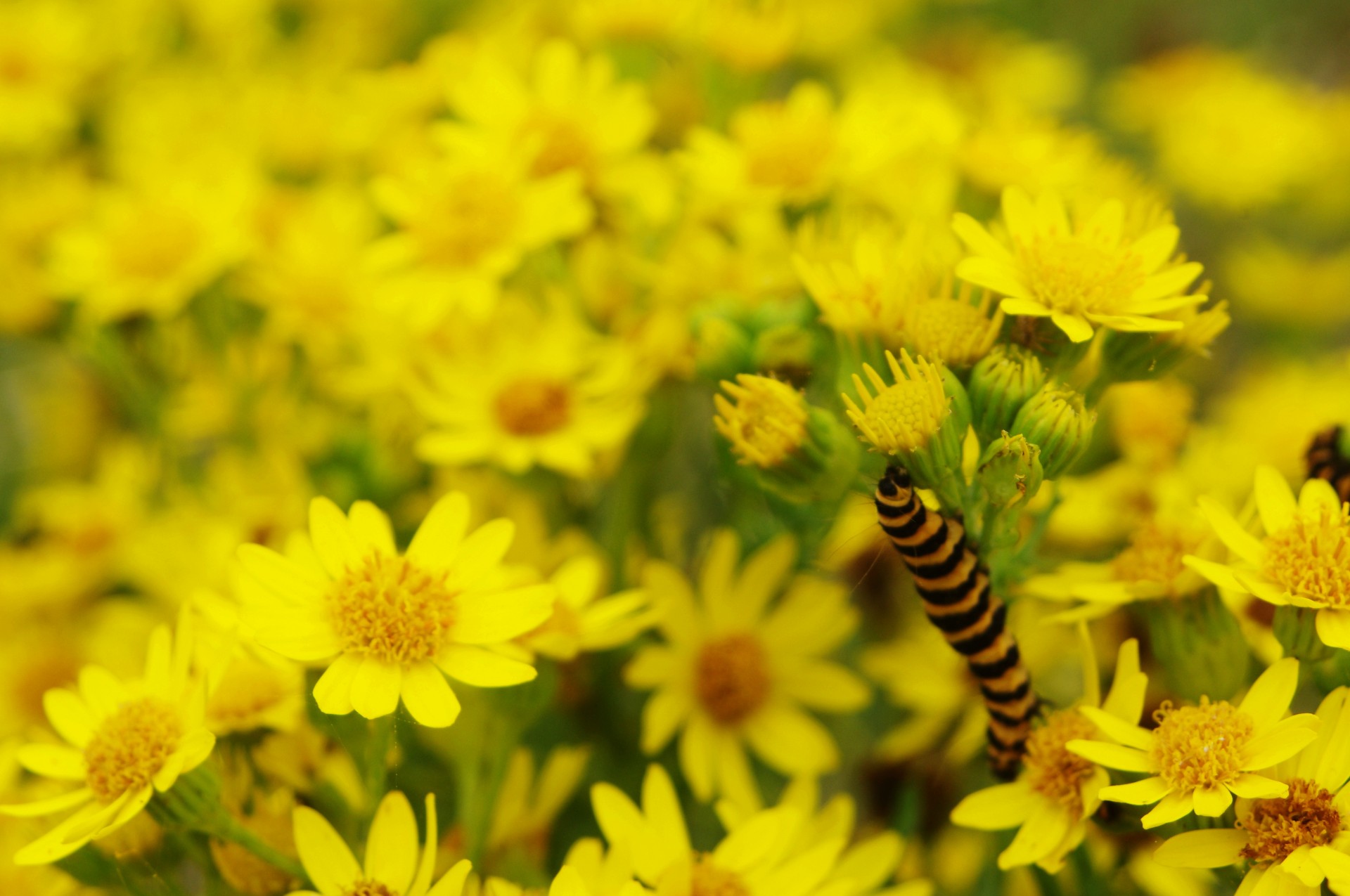 Jacobaea,  Senecio,  Ragvortas,  Benweed,  Tansy,  Geltona,  Gėlės,  Fonas,  Augalas,  Flora