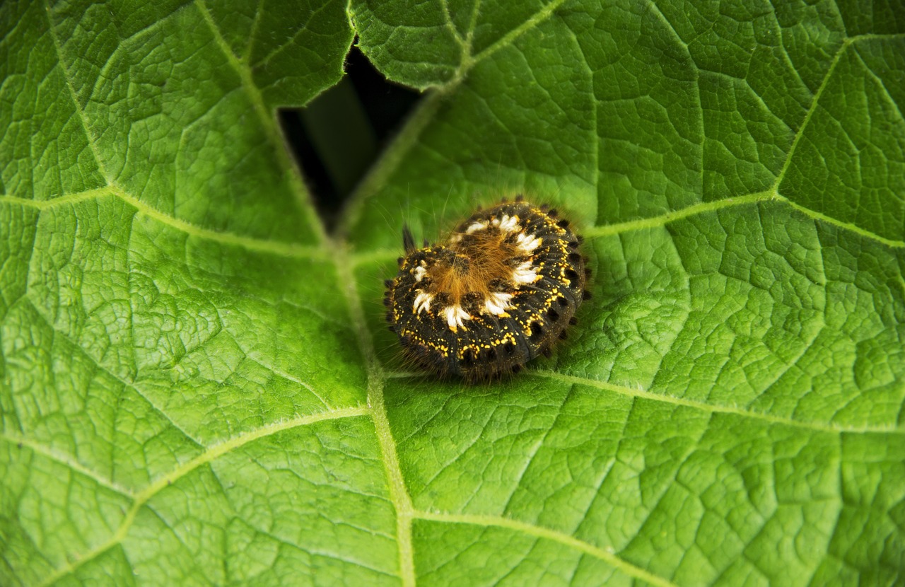 Caterpillar Miego Nuo Varnalėšų Lapo,  Caterpillar,  Žiedas,  Plaukuotas Caterpillar,  Ant Žalios Spalvos Lapų,  Makro,  Floros,  Pobūdį,  Žalieji,  Šviesus