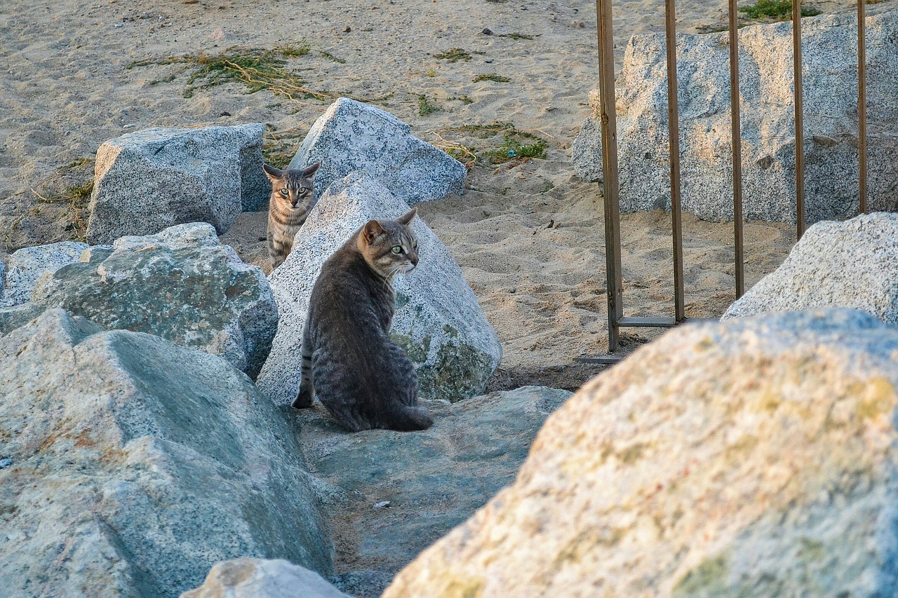 Katės, Laukiniai Katinai, Gyvūnai, Nemokamos Nuotraukos,  Nemokama Licenzija