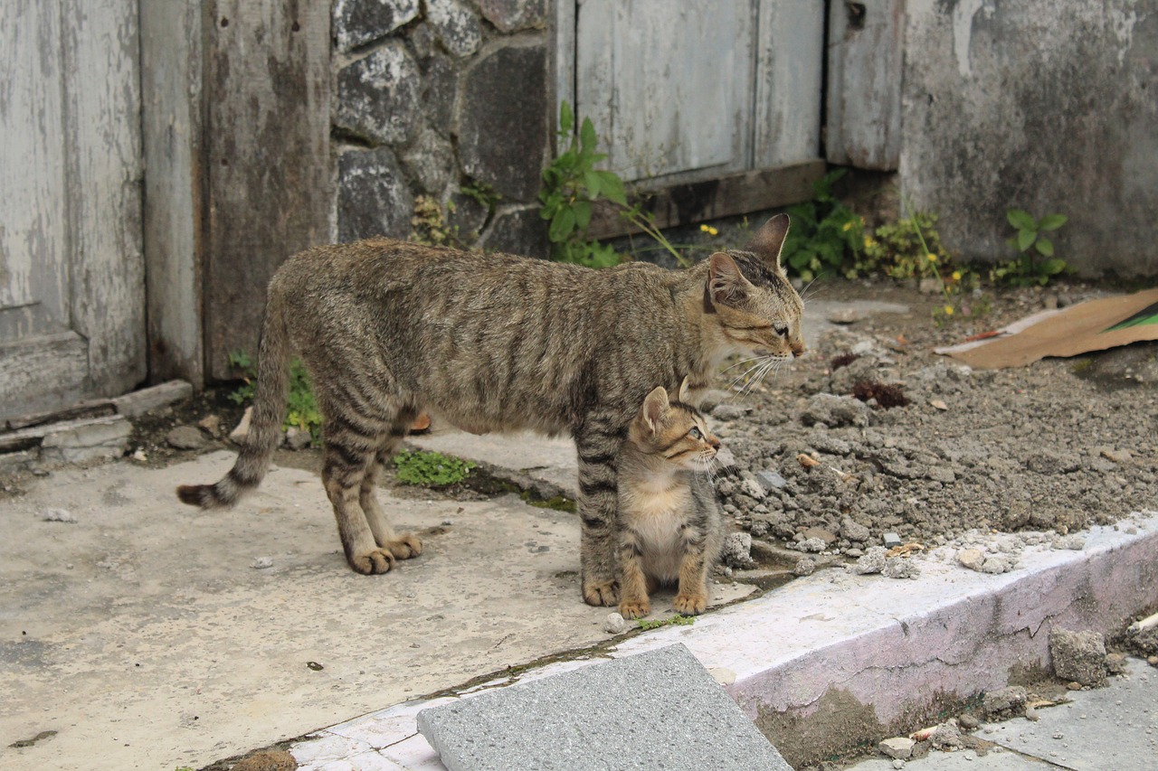 Katės,  Azijoje,  Gyvūnai, Nemokamos Nuotraukos,  Nemokama Licenzija