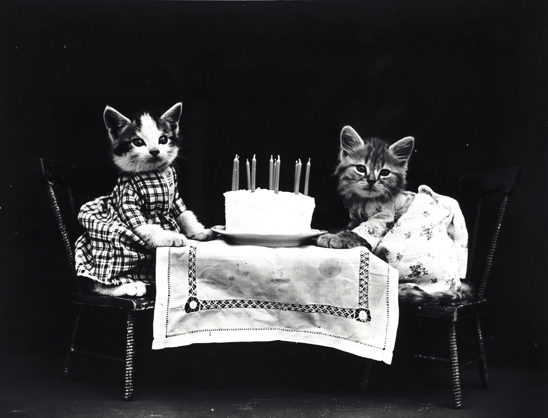 Katė,  Katės,  Kačiukas,  Kačiukai,  Apsirengęs,  Apranga,  Mielas,  Vintage,  Senas,  1900
