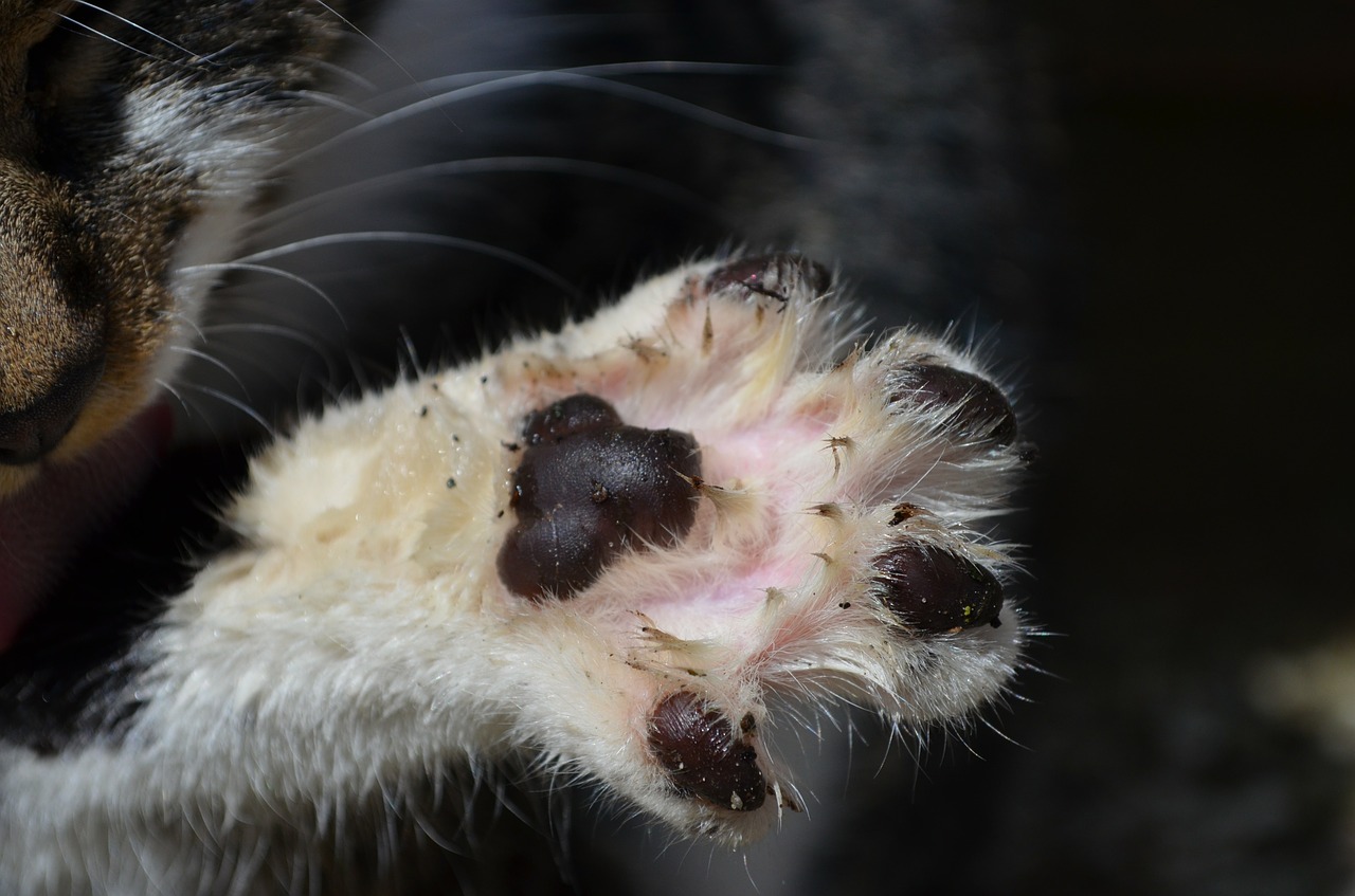 Katės Kaklas, Paties Spausdinimas, Paw, Nemokamos Nuotraukos,  Nemokama Licenzija