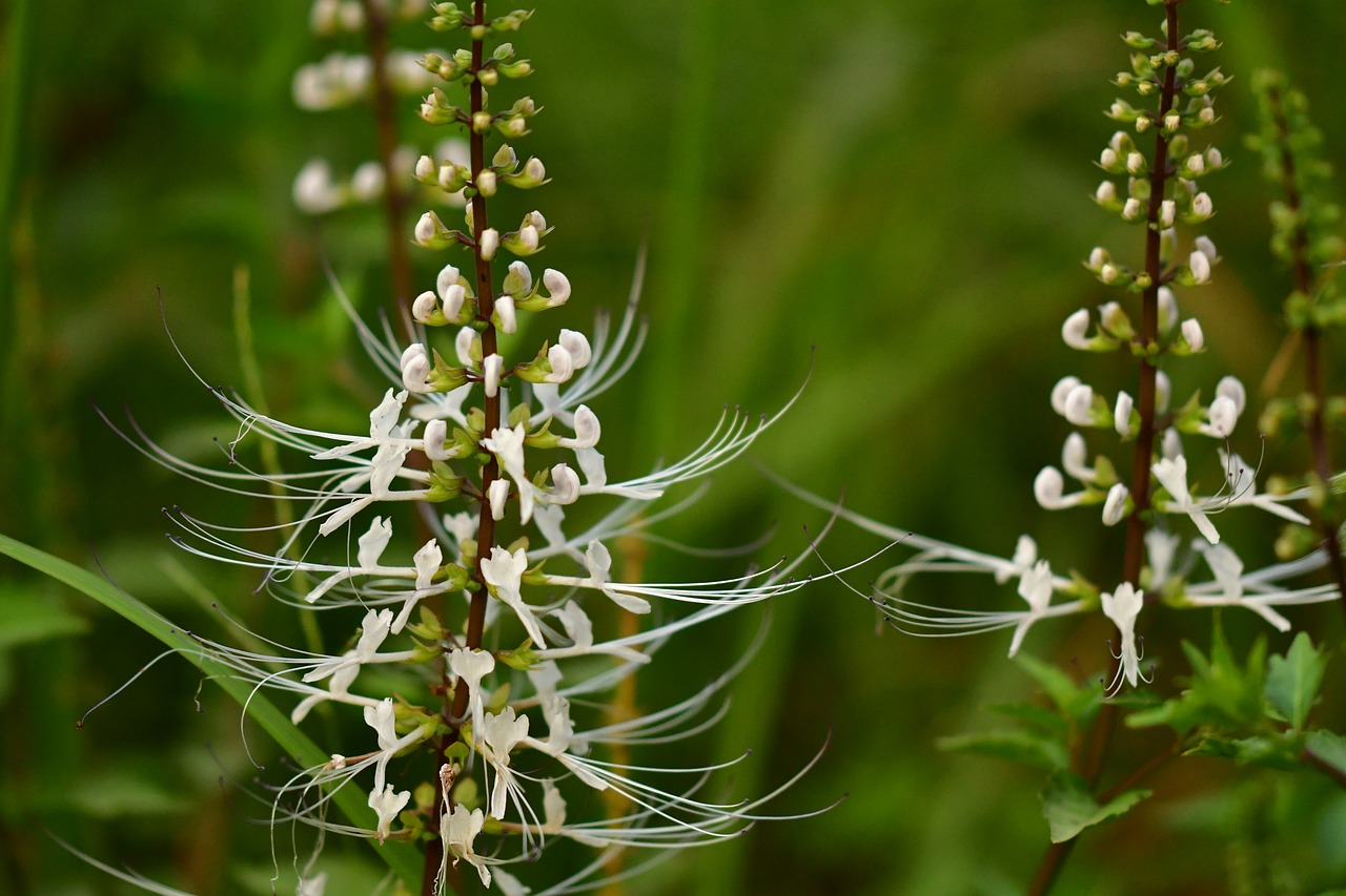 Katės Ūsai,  Vaistinių Augalų,  Balta Žiedlapis,  Lapų,  Floros,  Gėlė,  Lauke,  Sodas, Nemokamos Nuotraukos,  Nemokama Licenzija