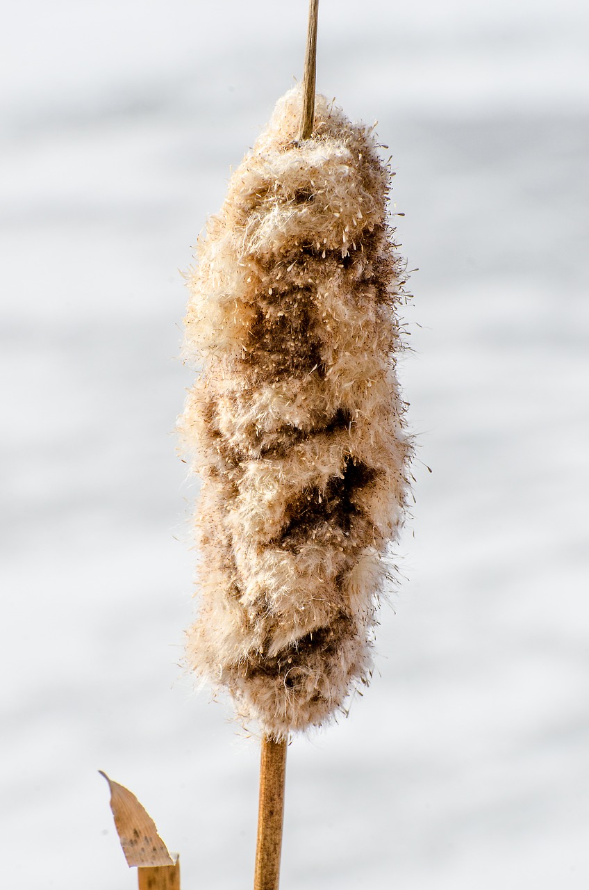 Cattails, Cattail, Nendrės, Augalai, Ežerų Augalai, Žiema, Gamta, Nendrė, Augalas, Pelkė