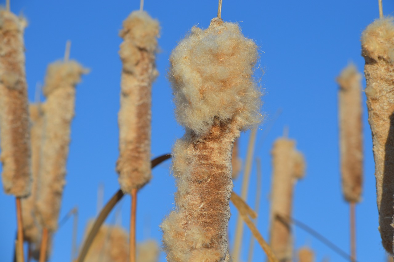 Cattails, Mėlynas Dangus, Nendrės, Gamta, Prairie, Augalas, Pelkė, Saskatchewan, Kanada, Aplinka