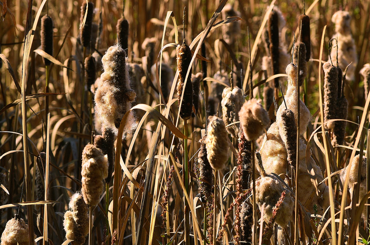 Cattails, Nendrės, Skruzdėlė, Gamta, Augalas, Pelkė, Tvenkinys, Šikšnosparnis, Lauke, Pelkė