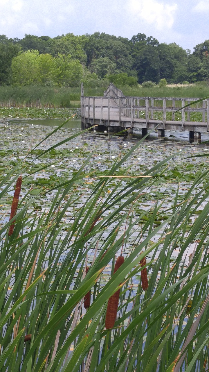 Cattails, Vanduo, Mediena, Tiltas, Gamta, Pelkė, Nendrė, Ežeras, Pelkės, Upė