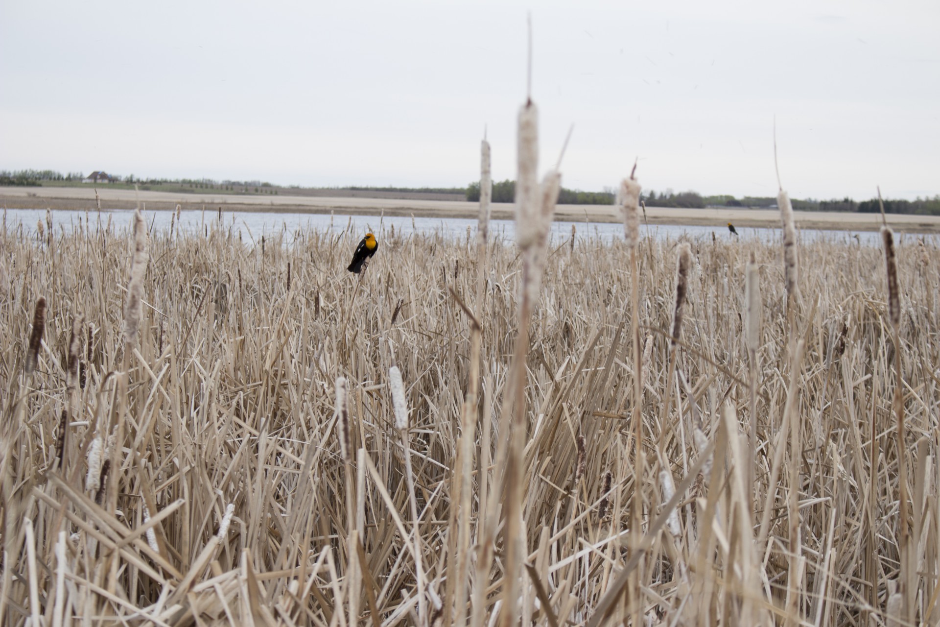 Cattails,  Ežeras,  Pelkės,  Geltona,  Sparnuotas,  Juoda,  Paukštis,  Cattails Ežero Pelkė Geltona Paukštis, Nemokamos Nuotraukos,  Nemokama Licenzija