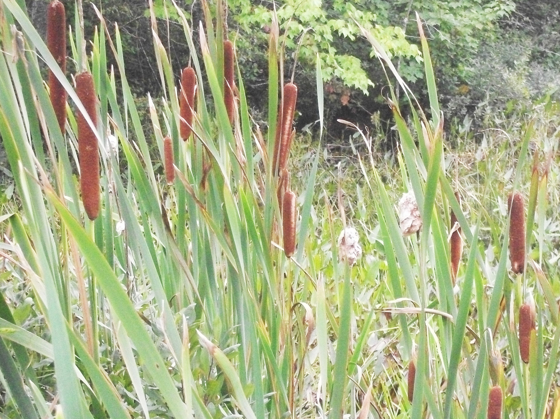 Cattails,  Piktžolės,  Nendrės,  Pelkė,  Pelkė,  Pelkė,  Šlapynes,  Žolė,  Pelkėtas,  Akadija