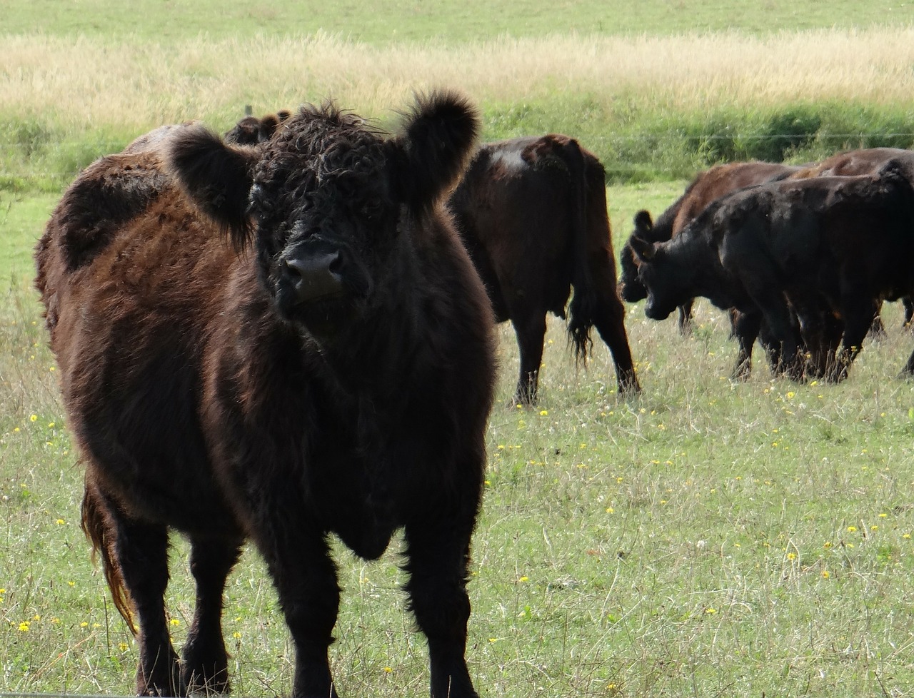 Galvijai, Galloway Jautiena, Gyvūnai, Žemdirbystė, Gyvuliai, Nemokamos Nuotraukos,  Nemokama Licenzija