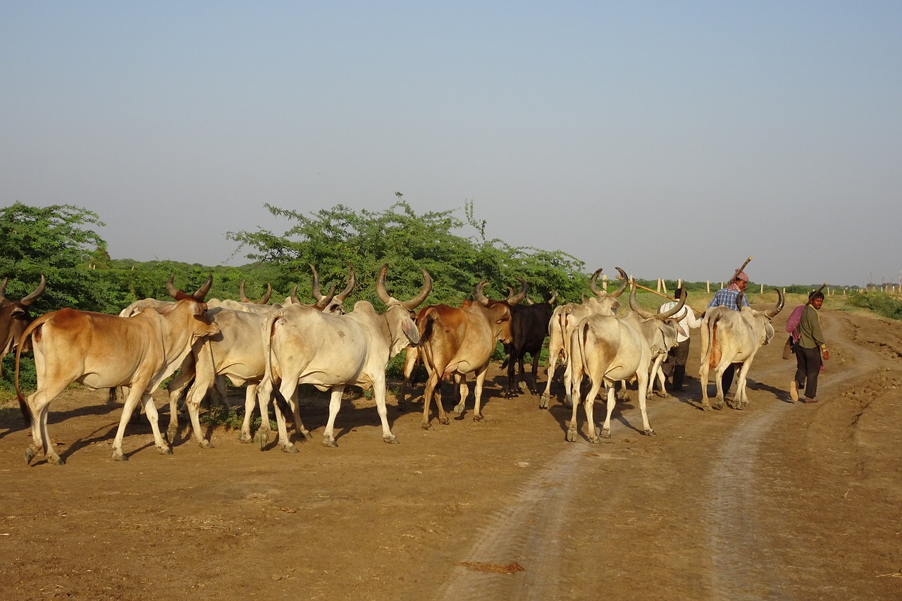 Galvijai, Karvės, Bandas, Gyvuliai, Herder, Ganyklos, Galvijai, Milch, Pieno, Ganykla