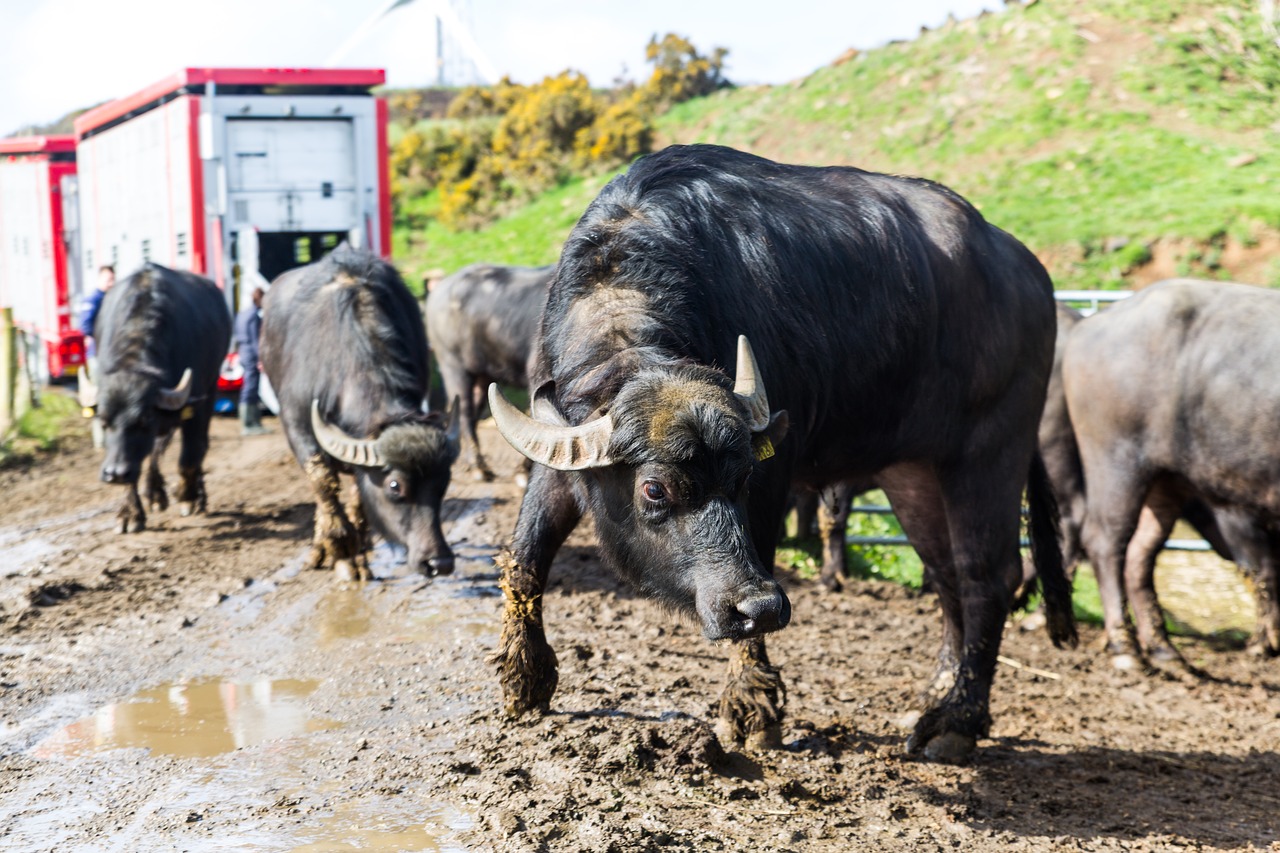 Galvijų,  Žemdirbystė,  Gyvūnas,  Ūkis,  Buffalo,  Bull,  Gyvuliai, Nemokamos Nuotraukos,  Nemokama Licenzija