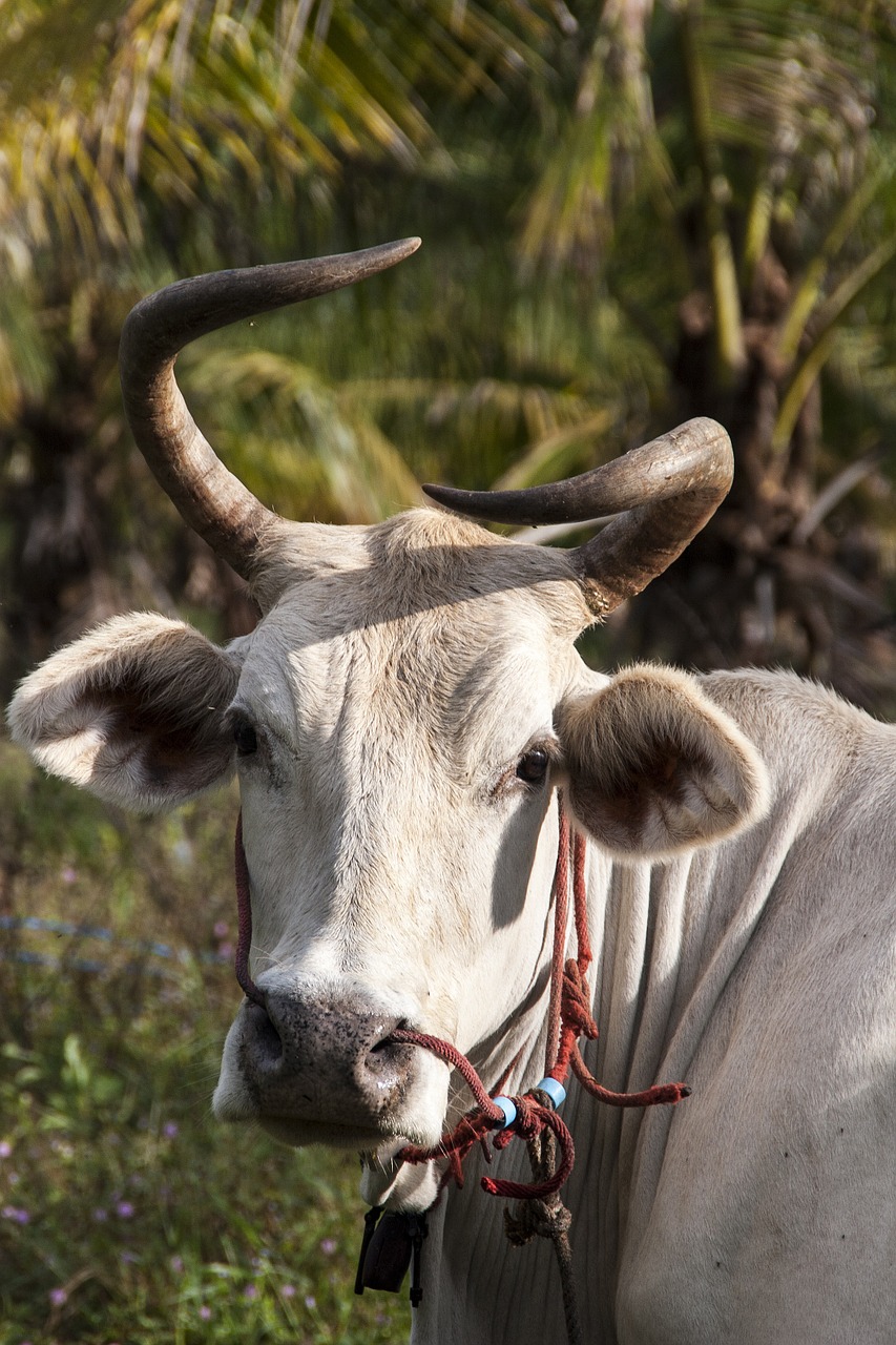 Galvijai, Ko, Tailandas, Augintiniai, Gyvūnai, Gamta, Ragas, Nemokamos Nuotraukos,  Nemokama Licenzija