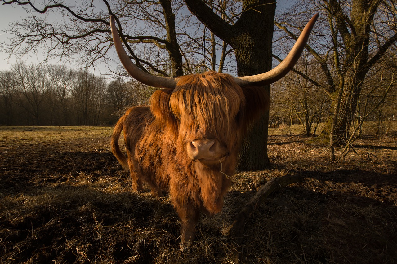 Galvijai, Škotų, Gyvūnas, Gamta, Highland, Plaukuotas, Ragai, Gyvuliai, Nemokamos Nuotraukos,  Nemokama Licenzija