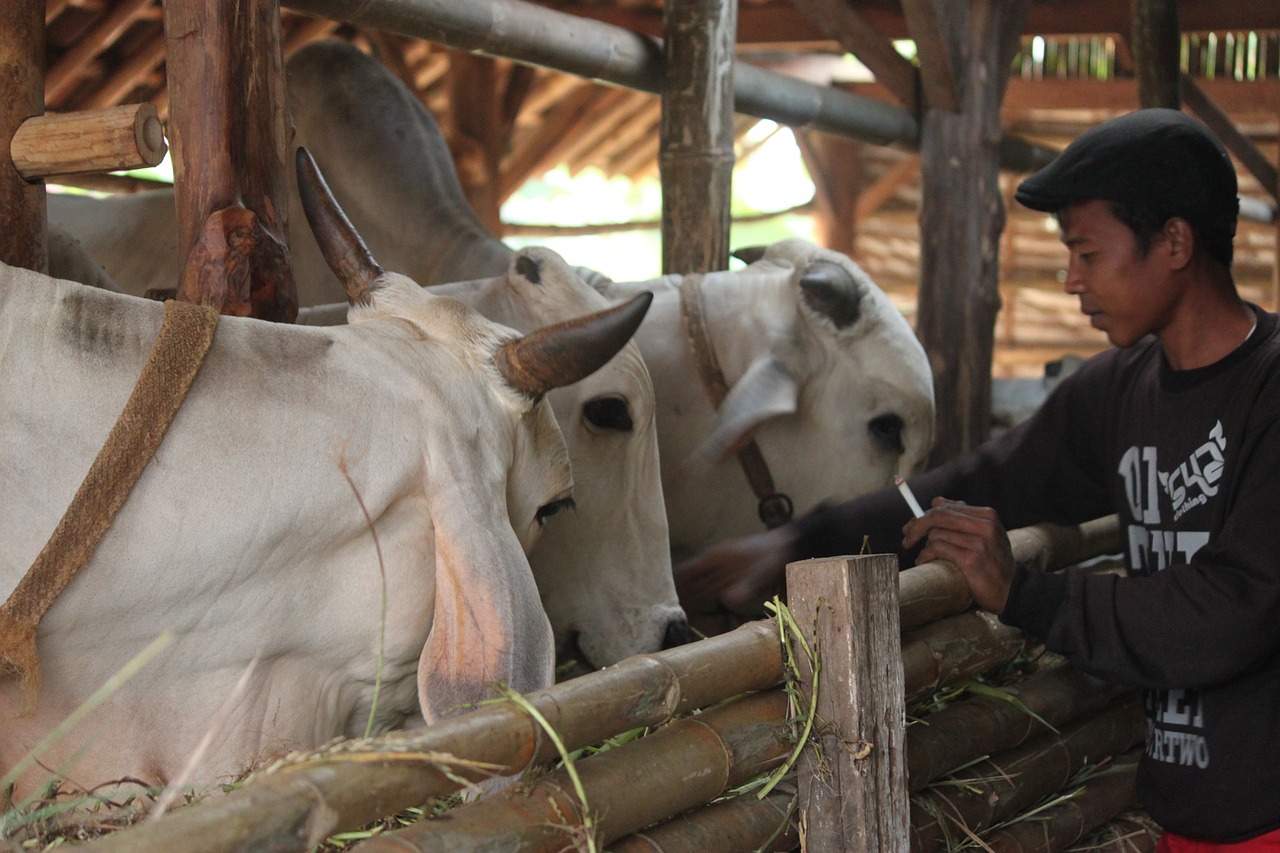 Galvijai, Galvijų Augintojai, Karvė Java, Indonezijos Galvijai, Indonezijos Žmonės, Kaimo Gyventojas, Nemokamos Nuotraukos,  Nemokama Licenzija