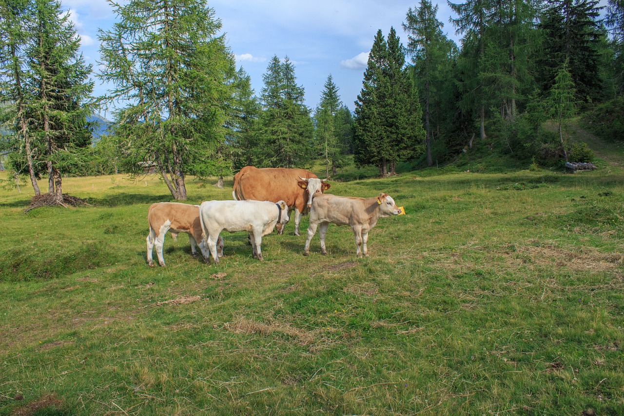 Galvijai,  Karvės,  Alm,  Karvė,  Gyvūnas,  Ganykla,  Pieno Karvė,  Žemdirbystė,  Gyvuliai,  Pastebėtas