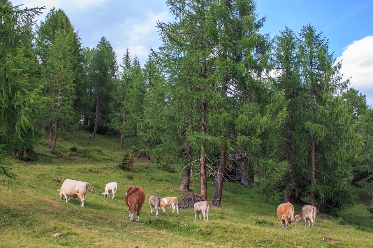 Galvijai,  Karvės,  Alm,  Karvė,  Gyvūnas,  Ganykla,  Pieno Karvė,  Žemdirbystė,  Gyvuliai,  Pastebėtas