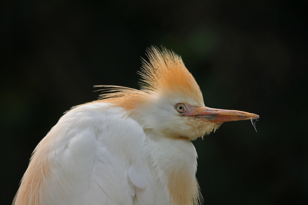 Galvijų Egretė, Paukštis, Laukiniai, Natūralus, Lauke, Egret, Nemokamos Nuotraukos,  Nemokama Licenzija