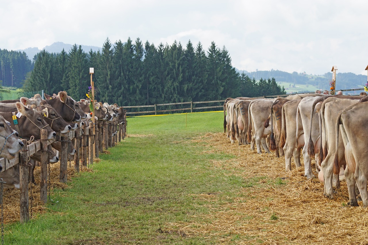 Galvijų Paroda, Muitinės, Appenzellerland, Appenzell, Akmuo, Karvės, Apdovanojimas, Tradicija, Žemdirbystė, Gyvuliai