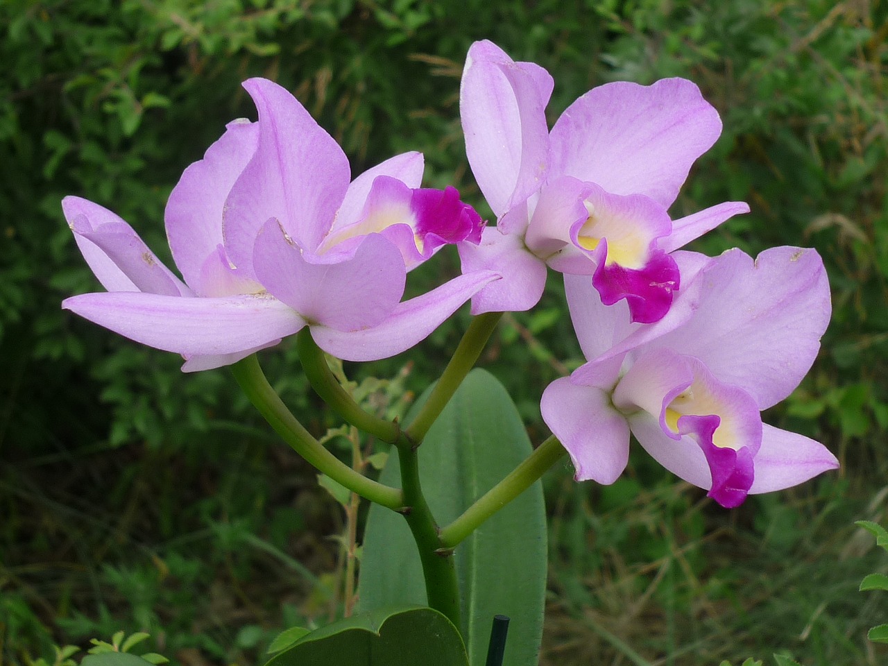 Katė, Orchidėja, Gėlė, Puikus, Gėlės, Ryškiai Rausvos Spalvos, Atogrąžų, Kambarinis Augalas, Palangė, Mažai