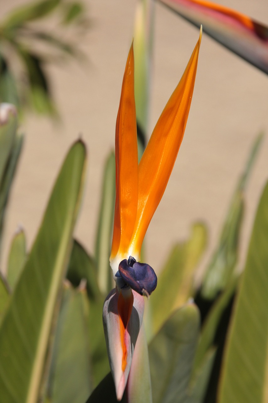 Caudata, Oranžinė, Rojaus Paukščio Gėlė, Streliacija, Strelitziaceae, Egzotiškas, Nemokamos Nuotraukos,  Nemokama Licenzija