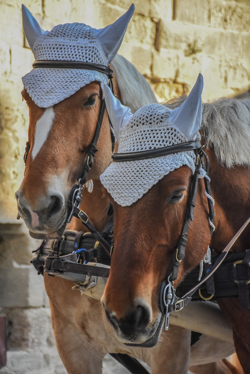 Kavalerija,  Žmonių,  Animalia,  Portretas,  Dėžė,  Arkliai,  Carcassonne,  Prancūzija,  Turistas, Nemokamos Nuotraukos