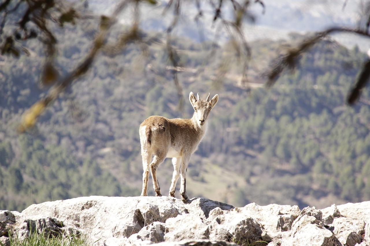 Cazorla, Gamta, Sierra, Nemokamos Nuotraukos,  Nemokama Licenzija