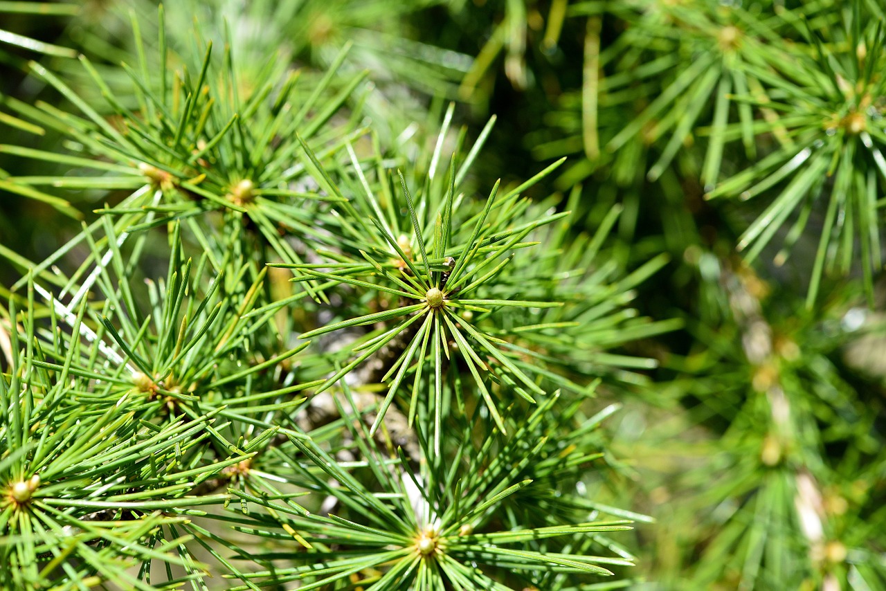 Kedras,  Medis,  Augalas,  Žalias,  Adatos,  Spygliuočių,  Gamta,  Filialai Uždaryti, Nemokamos Nuotraukos,  Nemokama Licenzija