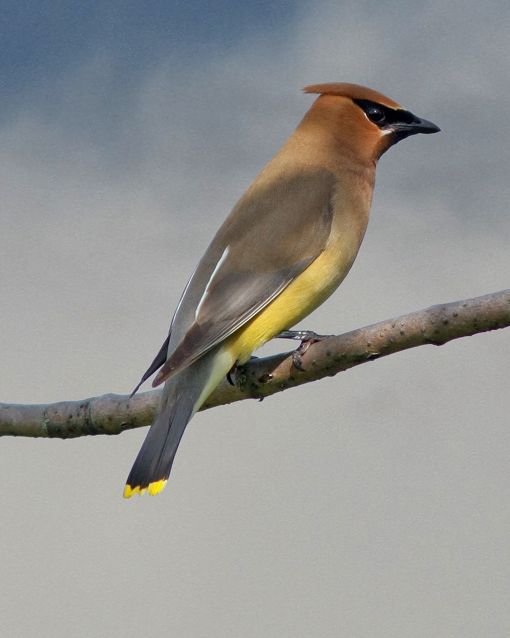 Kedras, Vaškas, Sparnas, Paukščiai, Geltona, Dangus, Birding, Kd9Ced, Nemokamos Nuotraukos,  Nemokama Licenzija