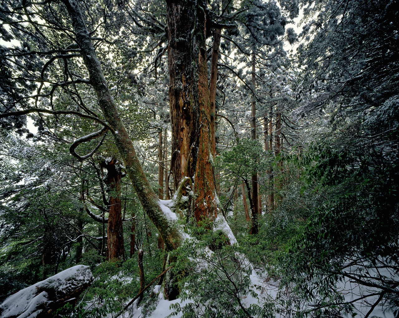 Kedrų Miškas, Žiema, Sniegas, Yakushima Sala, Pasaulio Paveldo Regionas, Japonija, Nemokamos Nuotraukos,  Nemokama Licenzija