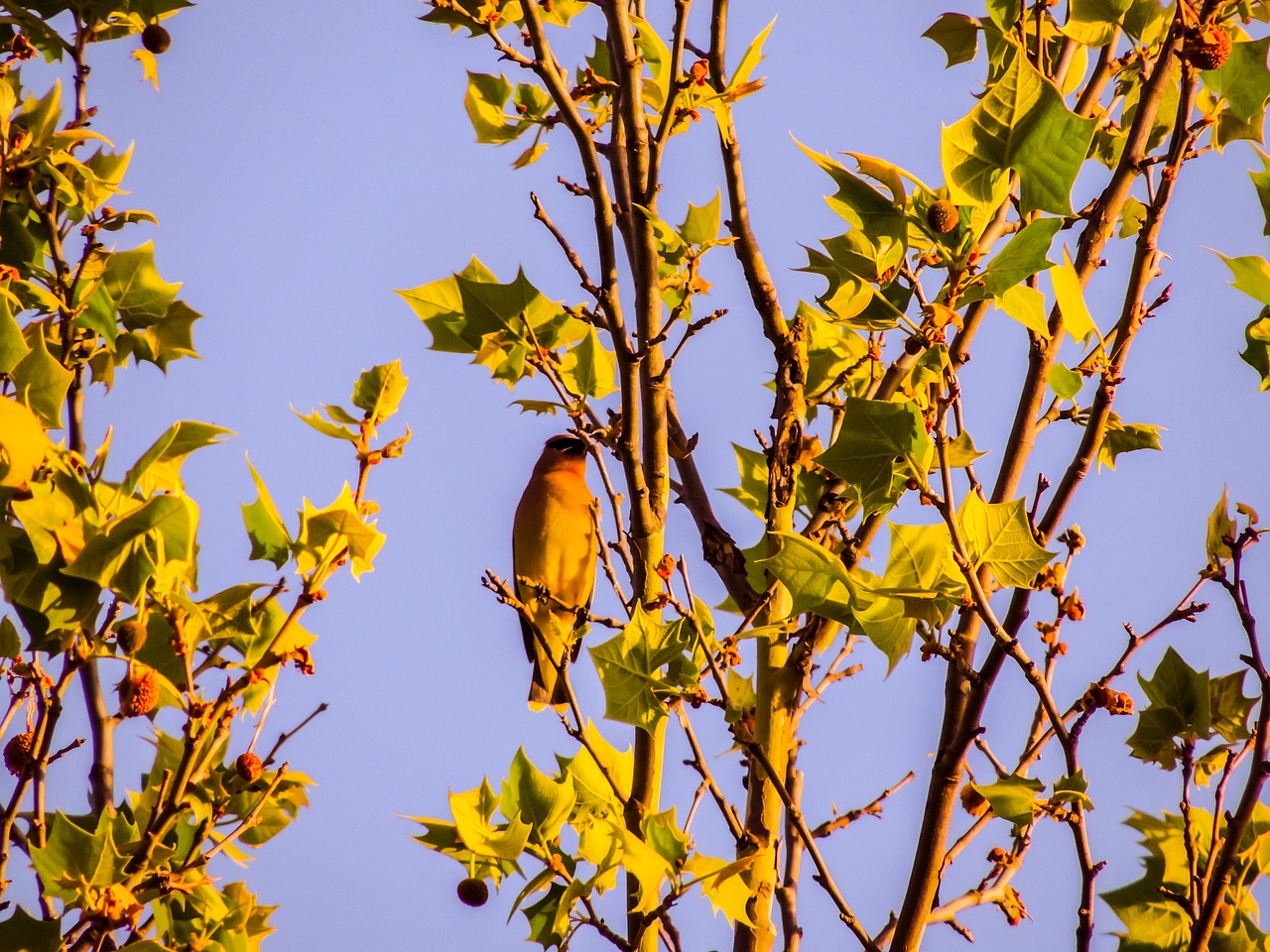 Kedro Vaškas Sparnas, Sycamore Medis, Paukštis, Gamta, Nemokamos Nuotraukos,  Nemokama Licenzija