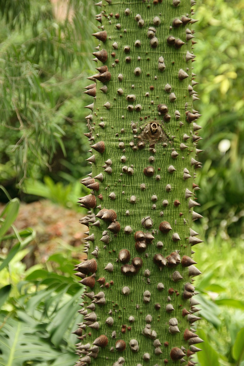 Ceiba, Gentis, Medis, Erškėčių, Kapoks Medis Žalia, Žurnalas, Žalias, Žievė, Bombakoidai, Mallow