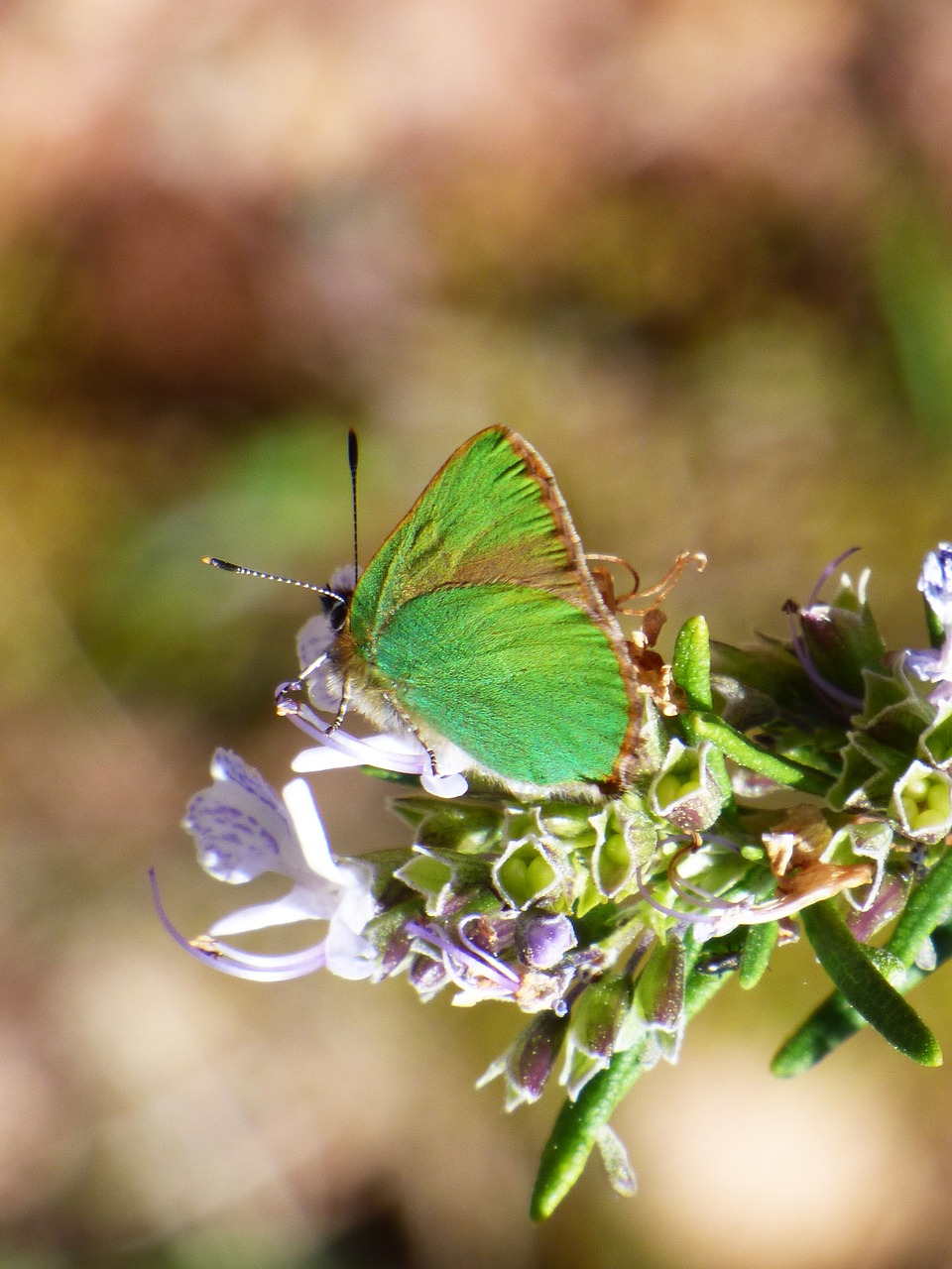 Cejialba, Callophrys Rubi, Drugelis, Drugelis Žalia, Išsamiai, Grožis, Nemokamos Nuotraukos,  Nemokama Licenzija