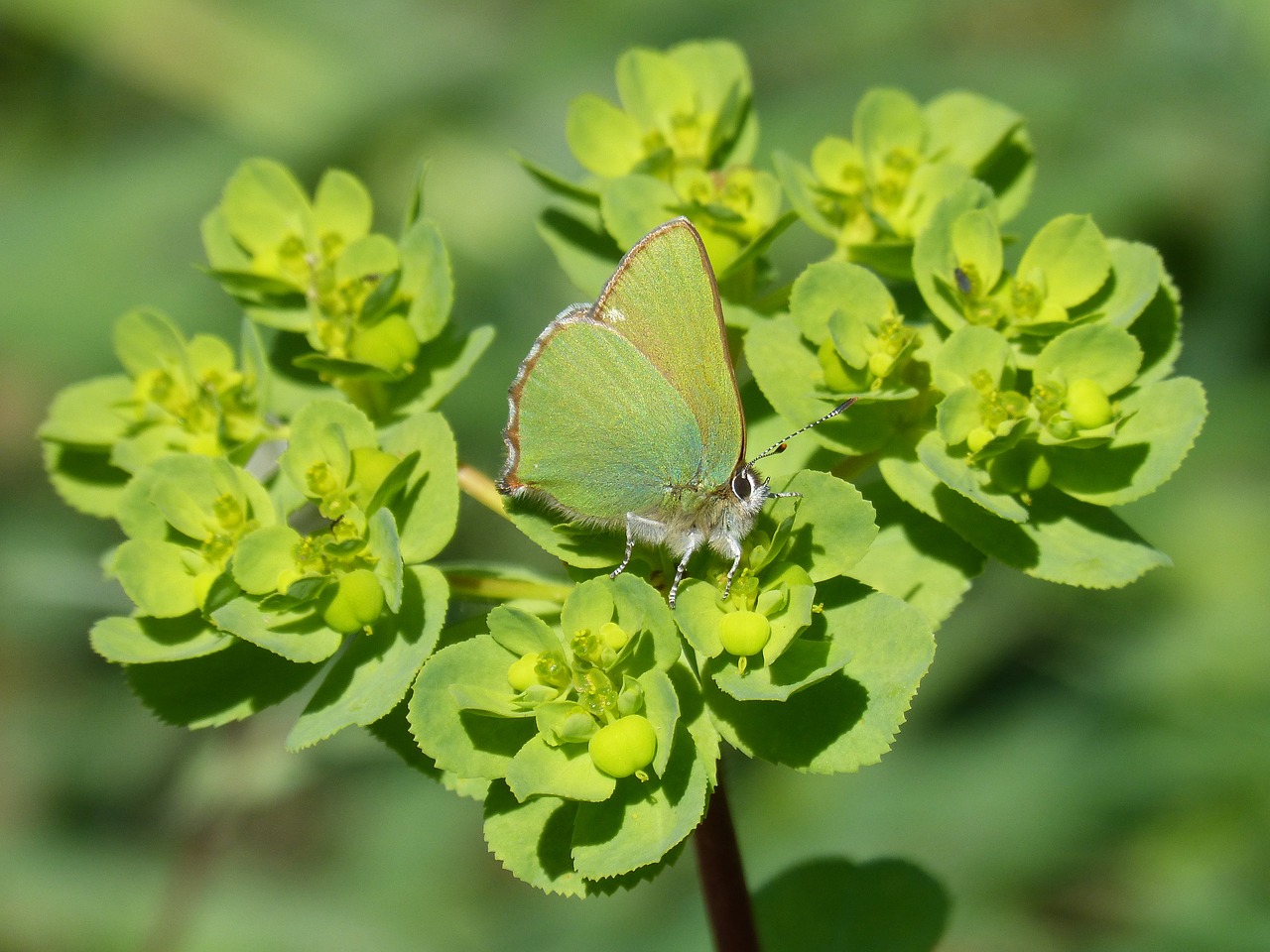 Cejialba, Callophrys Rubi, Drugelis, Drugelis Žalia, Išsamiai, Grožis, Nemokamos Nuotraukos,  Nemokama Licenzija