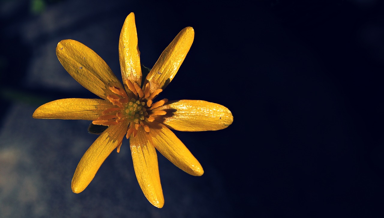 Celandine, Feigwurz, Ficaria Verna, Pavasaris-Celandine, Pavasaris, Sodas, Gėlė, Flora, Gamta, Geltona