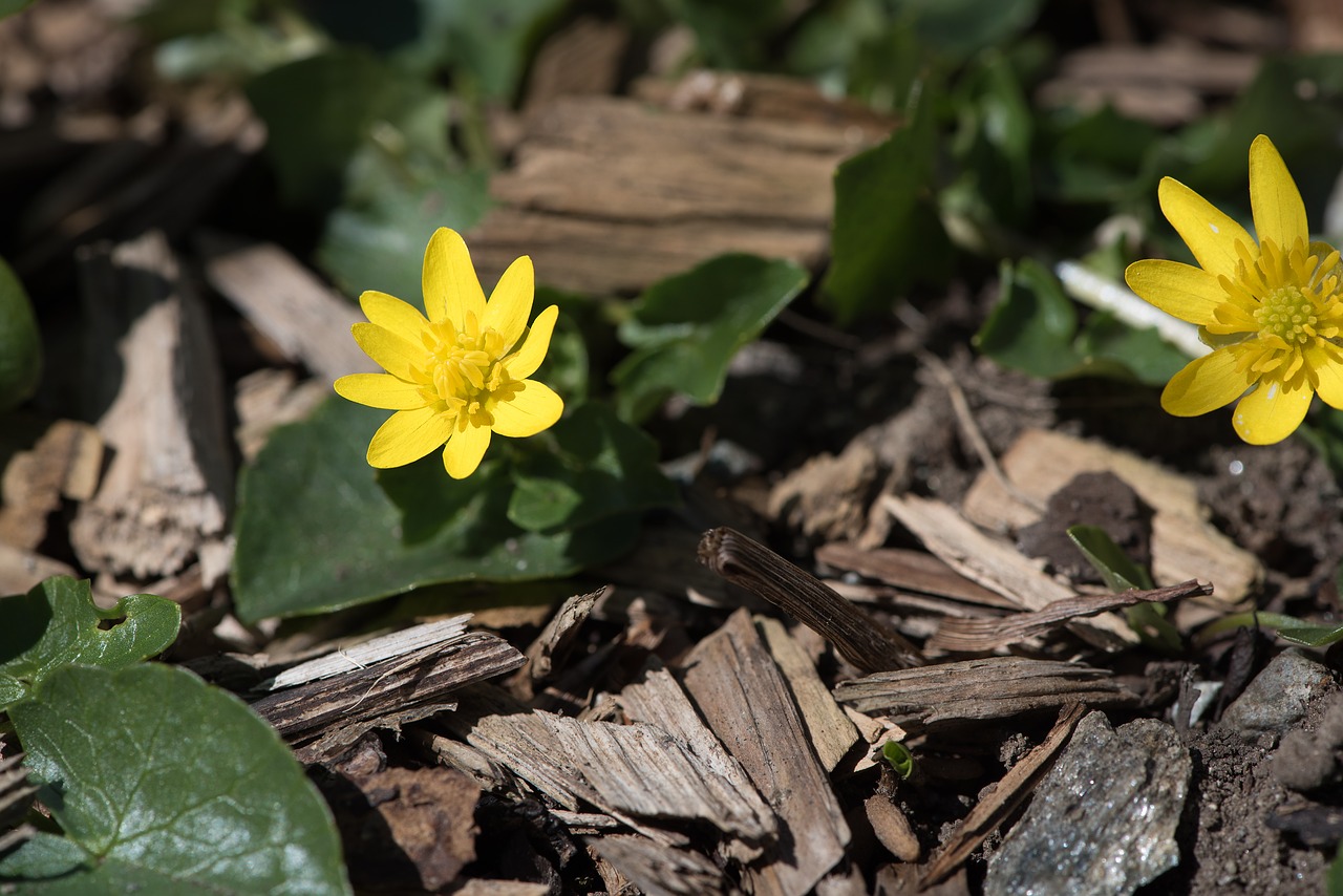 Celandine, Geltona, Gamta, Gėlė, Žiedas, Žydėti, Pavasaris-Celandine, Uždaryti, Pavasaris, Sodas