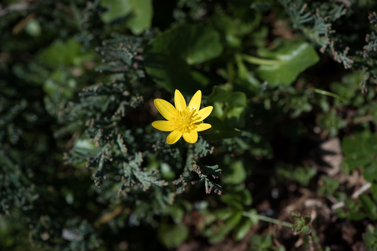 Celandine, Gėlė, Geltona, Geltona Gėlė, Žiedas, Žydėti, Pavasario Gėlė, Uždaryti, Pavasaris-Celandine, Pavasaris